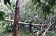 Tính kỹ việc trồng lại cây cao su ở Bắc Trung bộ